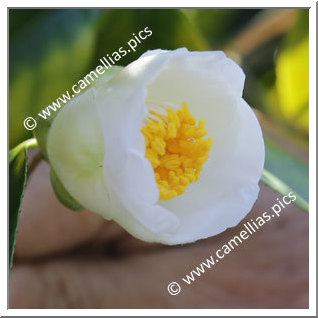 Camellia Japonica 'Katayama-sôtan'