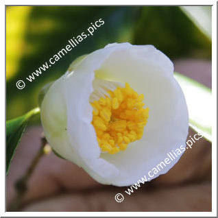 Camellia Japonica 'Katayama-sôtan'