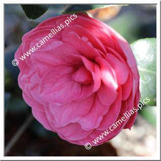 Camellia Japonica 'Katherine Nuccio'