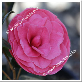 Camellia Japonica 'Katherine Nuccio'