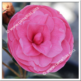 Camellia Japonica 'Katherine Nuccio'