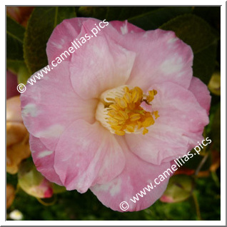 Camellia Japonica 'Berenice Boddy Variegated'