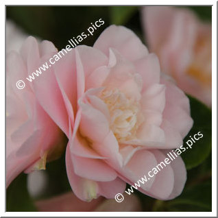 Camellia Japonica 'Katia'