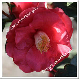 Camellia Japonica 'Katie'