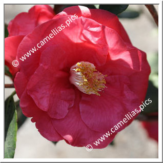 Camellia Japonica 'Katie'