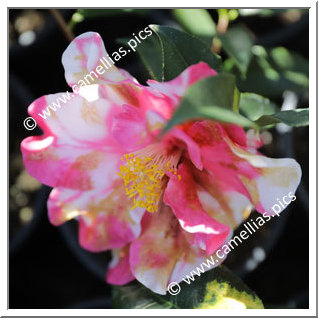 Camellia Japonica 'Katie Variegated'