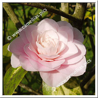 Camellia Japonica 'Kay Truesdale'