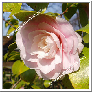 Camellia Japonica 'Kay Truesdale'