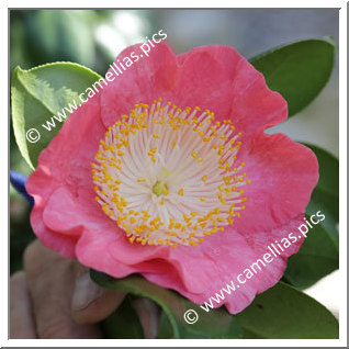 Camellia Higo Camellias 'Kazue-no-tsuki'
