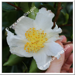 Camellia Sasanqua 'Kenkyô'