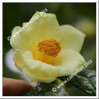 Camellia Species 'C. impressinervis '