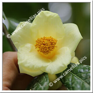 Camellia Botanique 'C. impressinervis '
