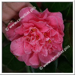 Camellia Japonica 'Kenny'