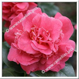 Camellia Japonica 'Kenny'