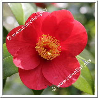 Camellia Japonica 'Rouge de Ker David'