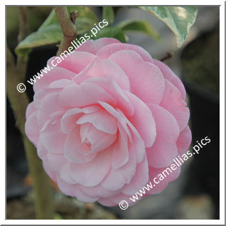 Camellia Japonica 'Kerguelen'