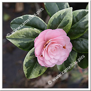 Camellia Japonica 'Kerguelen'