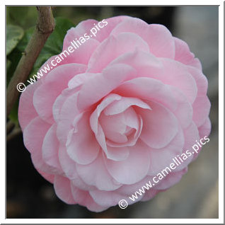Camellia Japonica 'Kerguelen'