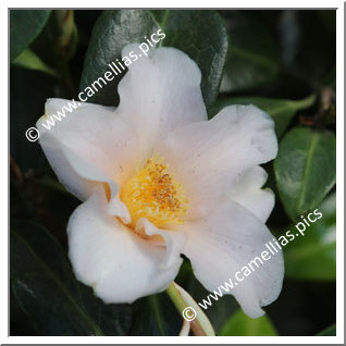 Camellia Hybrid 'Ki-no-jômanji'