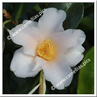 Camellia Hybrid 'Ki-no-jômanji'