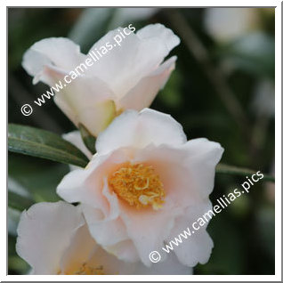 Camellia Hybrid 'Ki-no-jômanji'