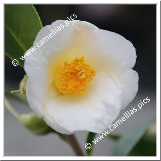 Camellia Hybride 'Ki-no-tamago'