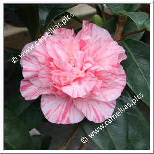 Camellia Japonica 'Kick-Off'