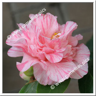 Camellia Japonica 'Kick-Off'