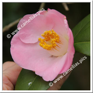 Camellia Japonica 'Kifujin'