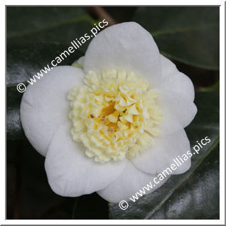 Camellia Japonica 'Kikarako'