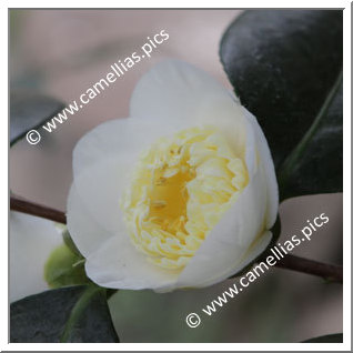 Camellia Japonica 'Kikarako'