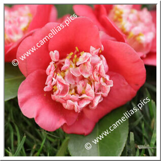 Camellia Japonica 'Kiki do Casal'