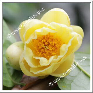 Camellia Hybrid 'Kikumi'