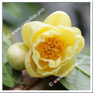 Camellia Hybrid 'Kikumi'
