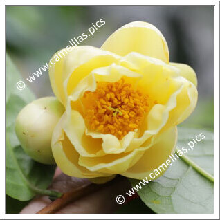 Camellia Hybrid 'Kikumi'
