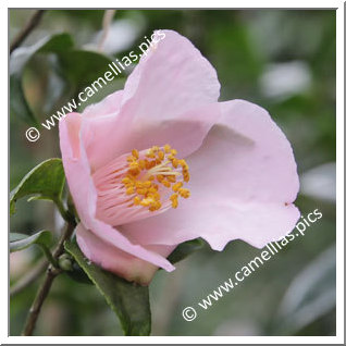 Camellia Hybride 'Kikutai'