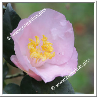 Camellia Hybride 'Kikutai'