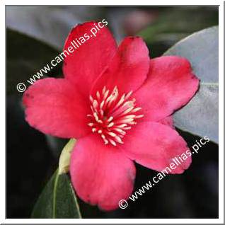 Camellia Japonica 'Kimberley'