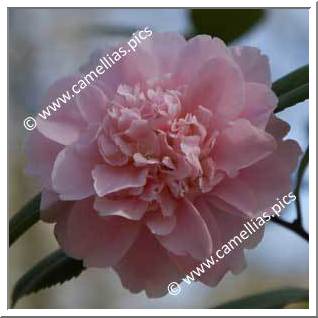 Camellia Japonica 'King's Ransom'