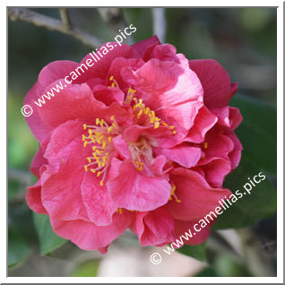 Camellia Japonica 'King Size'