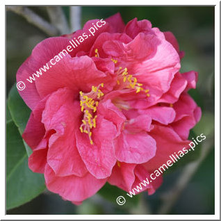 Camellia Japonica 'King Size'