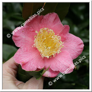 Camellia Japonica 'Kingyo-tsubaki'
