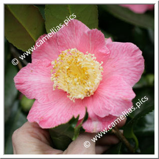 Camellia Japonica 'Kingyo-tsubaki'