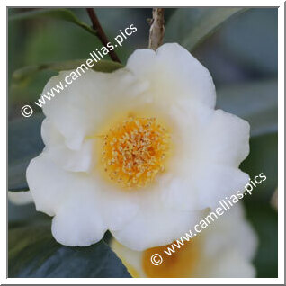 Camellia Hybride 'Ki-no-gozen'