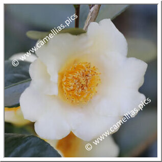 Camellia Hybrid 'Ki-no-gozen'