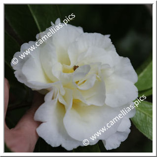 Camellia Hybride 'Kinomoto 95'