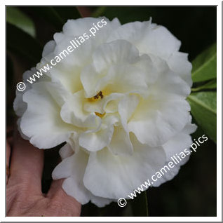 Camellia Hybrid 'Kinomoto 95'