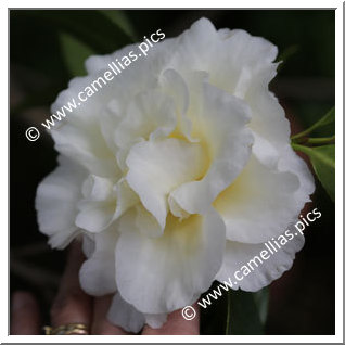 Camellia Hybrid 'Kinomoto 95'