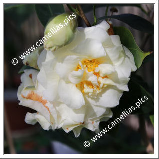 Camellia Hybrid 'Ki-no-senritsu'