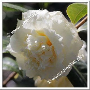 Camellia Hybrid 'Ki-no-senritsu'